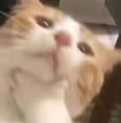 猫咪思考头像