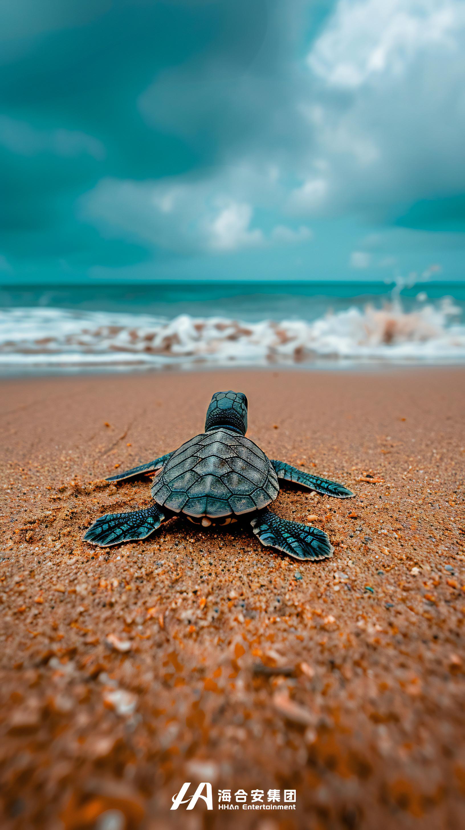 海洋的呼唤