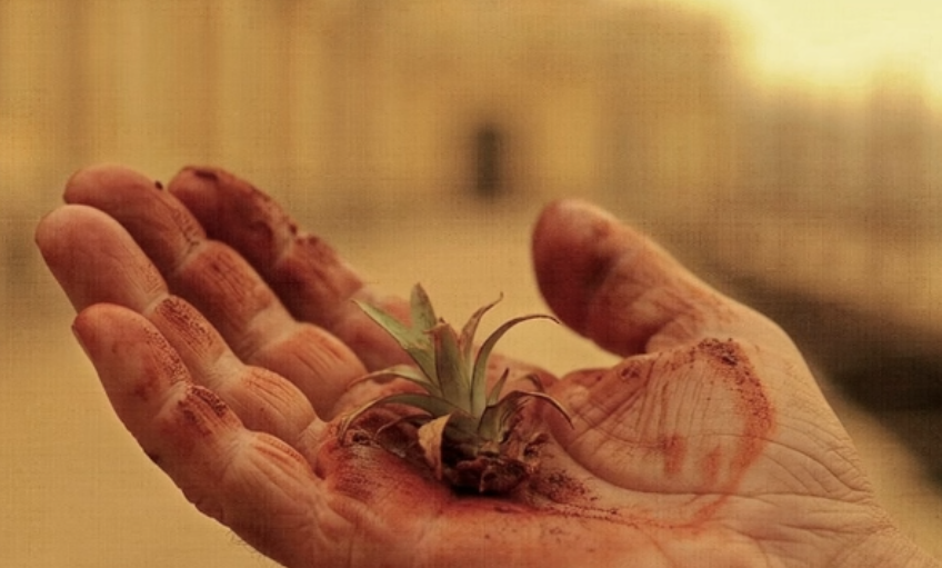 百年菠萝，传薪火